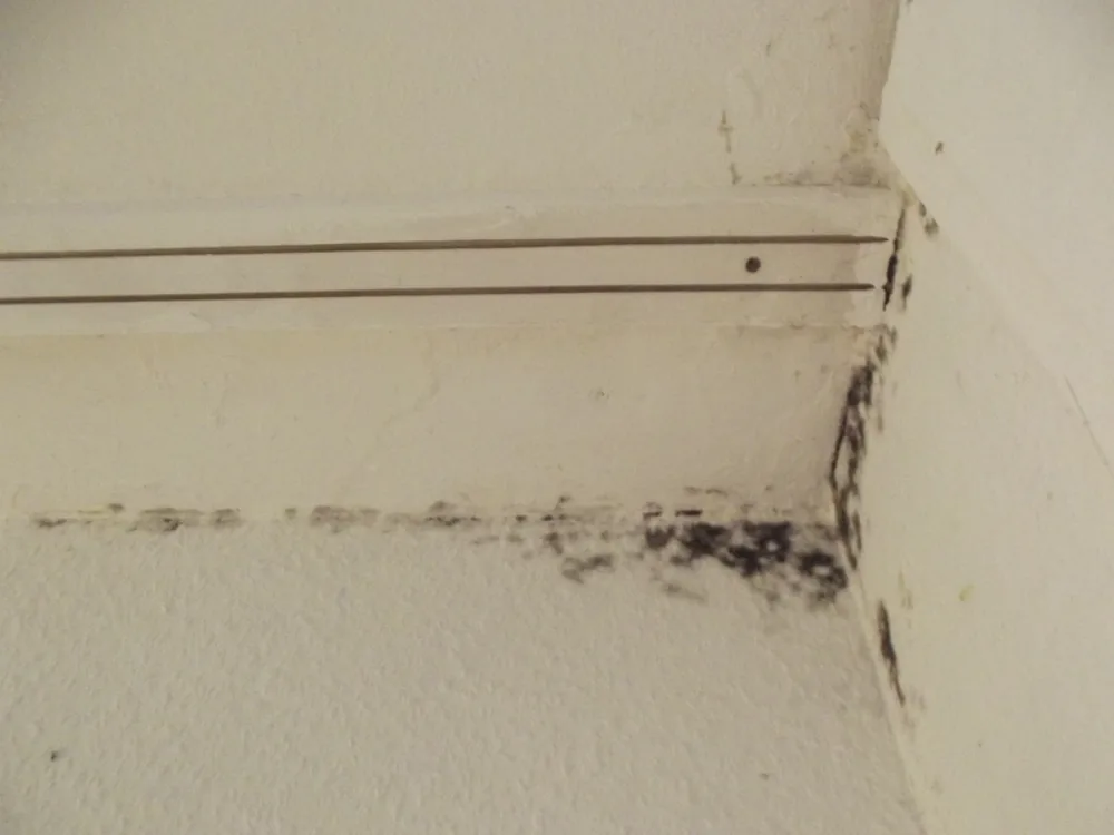 Technician in protective gear removing a mold-damaged wall in a Whitney home